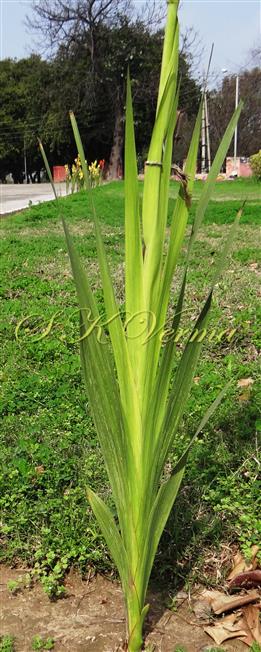  Stem and Leaves